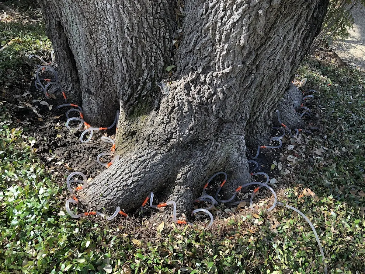 Detailed Tree Cabling and Bracing job site in Weed