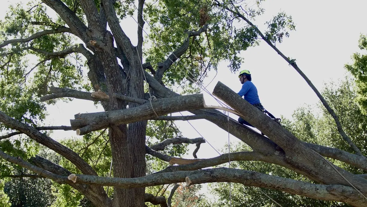 Professional Crown Thinning performed by certified arborists in Weed